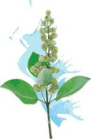 abstrato a sementes do indiano selvagem pimenta, milla plantar com folha em azul cor espalhar fundo. científico nome vitex trifolia vetor