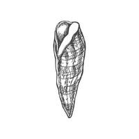 mão desenhado esboço do Concha do mar, amêijoa, concha, búzio. Vieira mar concha, esboço estilo vetor ilustração isolado em branco fundo.