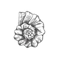 mão desenhado esboço do pré-histórico amonite, Concha do mar. esboço estilo vetor ilustração isolado em branco fundo.