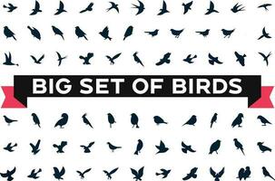 pássaro ícones definir, diferente tipos do selvagem pássaros plano e moderno ícone conjunto Preto e branco vetor ilustração