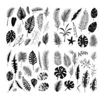 ilustração conjunto do tropical plantas e folhas, mão desenhado estilo, esboço esboço. vetor