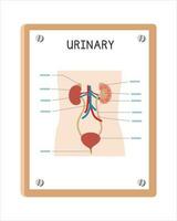 humano urinário sistema poster clipart desenho animado estilo, vetor Projeto. usar dentro hospital ou clínica parede poster desenho animado conceito. urinário sistema diagrama desenho animado estilo. hospital e clínica departamento conceito