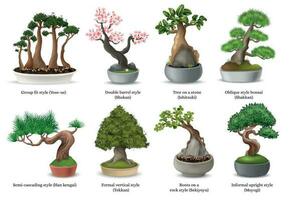 bonsai árvore conjunto vetor