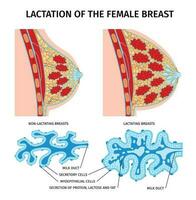 fêmea lactação anatomia composição vetor