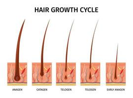 cabelo crescimento ciclo composição vetor