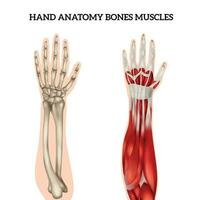 mão anatomia conjunto vetor