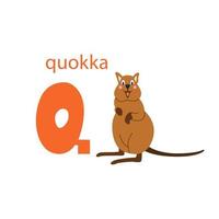 cartão quokka bonito. alfabeto com animais. design colorido para ensinar o alfabeto às crianças, aprendendo inglês. ilustração vetorial em um estilo cartoon plana em um fundo branco vetor