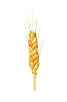 realista 3d vetor ilustração do uma dourado orelha do trigo isolado em uma branco fundo. perfeito para agricultura, padaria, e Comida relacionado projetos. ideal para embalagem, fazenda, nutrição, e orgânico