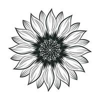 girassol contorno, girassol linha arte, floral linha desenho, Preto e branco girassóis vetor ilustração