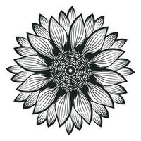 girassol contorno, girassol linha arte, floral linha desenho, Preto e branco girassóis vetor ilustração
