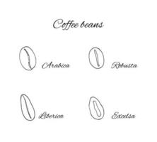 desenhado à mão 4 tipos do café feijões. arábica, robusta, excelsa e liberica. vetor