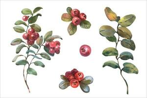 aguarela vetor ilustração do oxicoco. vermelho amora silvestre com verde folhas. botânico mão pintado ilustração do floresta plantar