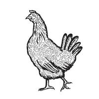 feito à mão frango, galinha. aves, frango, Fazenda animais. vintage esboço.vetor ilustração. vetor