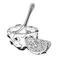 vetor Preto e branco Dragão fruta metade sobremesa com uma fatia ilustração. tropical ásia pitaya Comida. realista linha desenhando para exótico sabores, verão desenhos