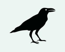 Corvo ícone. Raven animais selvagens pássaro animal mosca ficar de pé sentar natureza dia das Bruxas gótico. Preto branco silhueta gráfico clipart obra de arte símbolo placa vetor eps