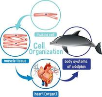 diagrama mostrando a organização celular em um golfinho vetor