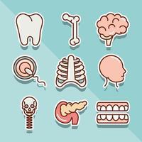corpo humano anatomia órgãos saúde dente osso cérebro cabeça tórax ícones linha de coleta e preenchimento vetor