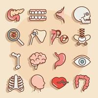 corpo humano anatomia órgãos saúde pâncreas dentes crânio osso olho estômago ícones linha de coleção e preenchimento vetor