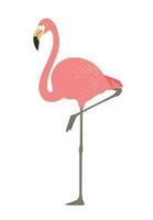 uma flamingo em pé de pernas cruzadas. realista mão desenhado estilo ilustração. vetor