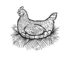 galinha em a ninho esboço. Fazenda frango com ovos, vintage ilustração dentro gravação estilo.vetor ilustração. vetor