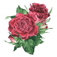 Rosa rosa com folhas vetor