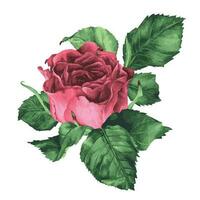 Rosa rosa com folhas vetor