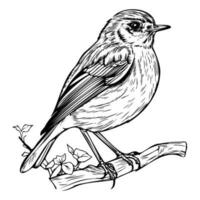 europeu robin silhueta, europeu robin mascote logotipo, europeu robin Preto e branco animal símbolo projeto, pássaro ícone. vetor