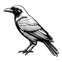 corvos silhueta, corvos mascote logotipo, corvos Preto e branco animal símbolo projeto, pássaro ícone. vetor