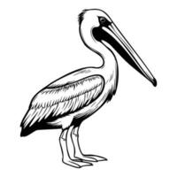 pelicano silhueta, pelicano mascote logotipo, pelicano Preto e branco animal símbolo projeto, pássaro ícone. vetor