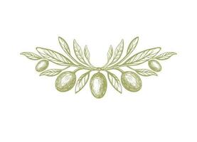 Oliva, rústico símbolo. vetor galho, verde fruta