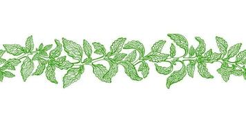 stevia folhas desatado fronteira. vetor verde plantar
