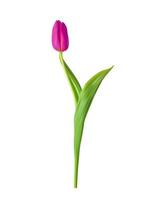 vista 3D naturalista da tulipa rosa florescendo com folhas verdes sobre fundo branco. ilustração vetorial vetor