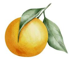 laranja fruta ramo com folhas. mão desenhado aguarela ilustração do tropical citrino Comida em branco isolado fundo. desenhando do tangerina árvore para rótulo. esboço do suculento cru clementina para cardápio vetor