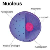 anatomia do a célula núcleo. vetor