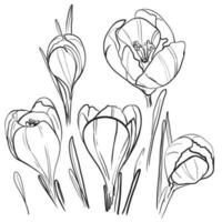 açafrão desenhado à mão ilustração. Preto e branco vetor desenhando do açafrão açafrão isolado em branco W fundo. florescendo Primavera flor botânico ilustração - açafrão sativus.
