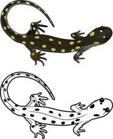 visto salamandra , amarelo visto anfíbios vetor imagem