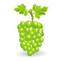 uvas realista composição com verde e maduro uvas isolado vetor