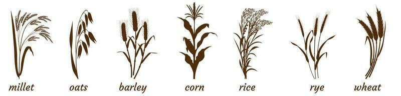 raminhos do cereal plantas em branco. silhueta do grupo do painço, cevada e trigo. aveia e arroz perseguir ícone. elementos para a Projeto do embalagem do cereais vetor