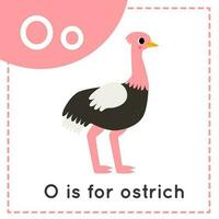 Aprendendo Inglês alfabeto para crianças. carta o. fofa desenho animado avestruz. vetor