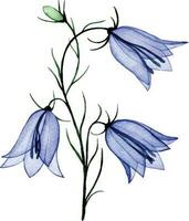 aguarela desenho. transparente bluebell flor. Primavera flores silvestres, raio X vetor