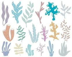 mão desenhado algas marinhas e embaixo da agua plantas conjunto vetor