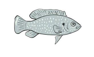 africano joia peixe do florida desenho animado desenhando vetor