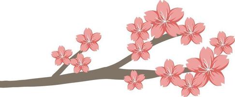 flor de cerejeira ou ramo de sakura isolado vetor
