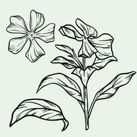 floral decoração. pervinca flor para diferente Projeto. vinca menor. mão desenhado linha arte vetor