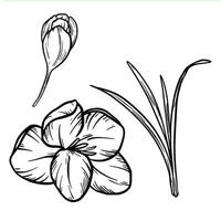 linha arte açafrão flor ilustração açafrão mão desenhado vetor