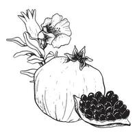 veículo móvel romã frutas e flores para botânico desenhos e judaico Novo ano, rosh hashaná, yom kippur gráfico linha ilustração vetor