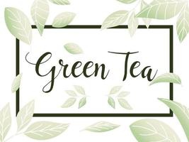 chá verde com folhas em desenho vetorial de quadro vetor