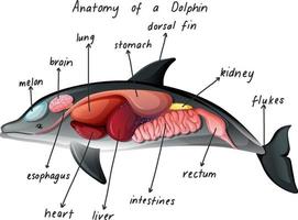 anatomia de um golfinho vetor