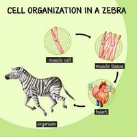 diagrama mostrando a organização celular em uma zebra vetor