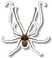um modelo de adesivo com vista superior de uma aranha isolada vetor